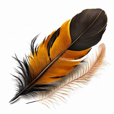 Baltimore oriole feather clipart, no text, no watermark, white background