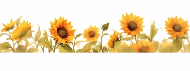 watercolour long row of sunflowers in a field clipart, hd, earth tones, white background, spaced out