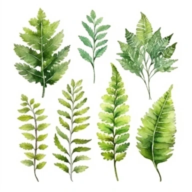 set of cute watercolors Fern Plant for kids book, white backgroun, clipart, clean and crisp