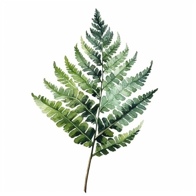 Green Leaf Fern in Watercolor hyper-realistic detailed illustrations, elegant water ink brush strokes techniques, delicate markings, monochromatic paintings, free brushwork, watercolor illustrations, painted illustrations Clipart, White Background Clipart, White Background