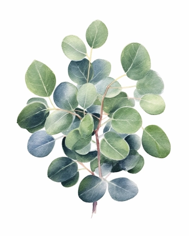 Eucalyptus polyanthemos, round leaves Watercolor Cliparts Illustrations isolated on white background “Photorealism” taken with macro lens 100 mm on a full-frame camera