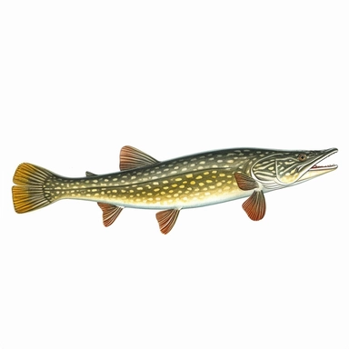northern pike fish, isolated in white, white background with no external elements or shadows, isolated clipart figure, gorgeous colorful 3D Render