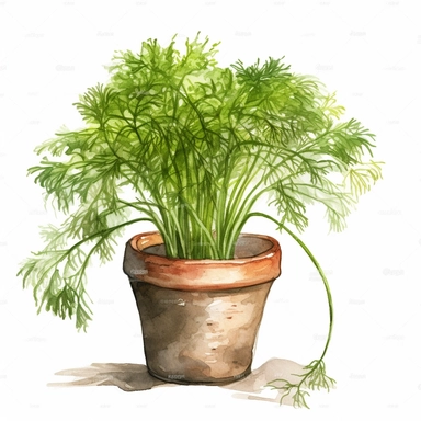 make a watercolor clipart of a dill growing in a clay pot, contour, hd, white background
