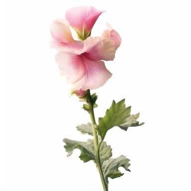 light hollyhock flower with stem clipart done in oil paint on white background