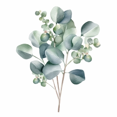 watercolor cross clip art eucalyptus on white background