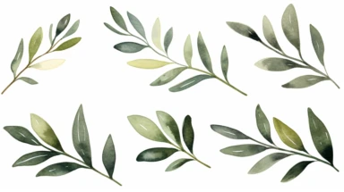 Watercolor olive branches leaves, clipart, isolated white background