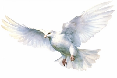 Clip art of flying dove, white, White margins around the image, drawn by Helen Beatrix Potter, easy to crop image, white background