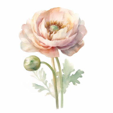 One Dusty pink and white ranunculus flower, big blooms, with muted green whispy foliage with gold flicks, elegant and beautiful floral clipart for wedding invitations, delicate, watercolor, oil painting, defined edge on white background