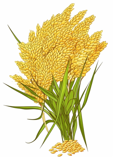 a bunch of golden rice, surrounded by clipart leaf clipart, in the style of gene luen yang, realistic brushwork, light yellow and amber, simplified line work, françois boquet, realistic detail, stock photo