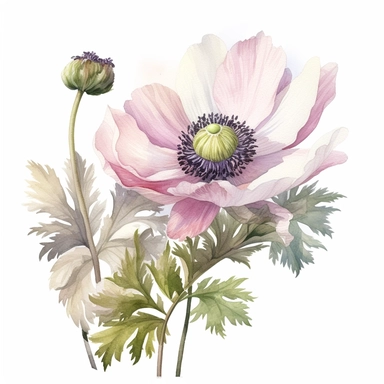 an illustration by ann buccarelli of only one beautiful anemone with long stem with detailed watercolor wild blooms, shows paper textures,whitepink, green leaves, intricately textured,close up,heavy impasto technique,detailed shading, atmospheric watercolours,on white background clipart