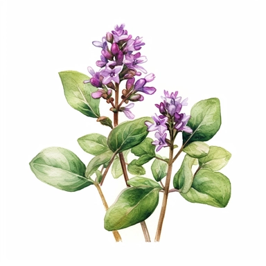 An image showing a flowering oregano plant, focusing on the small purple flowers clipart, white background, watercolor sophisticated drawing