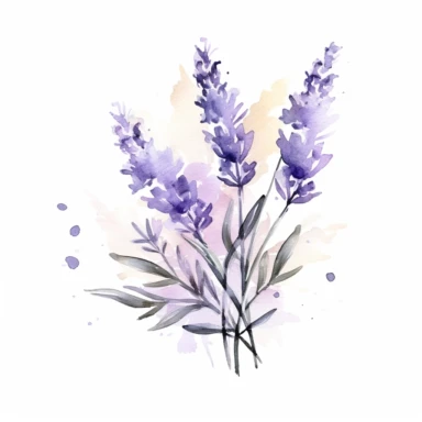 watercolor Serene Lavender floral line for decoration, style of Pierre-joseph redoute, png, clipart, hd, contour white outline, isolated on white background