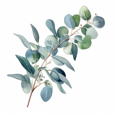 eucalyptus decal, single element, watercolor, clipart, white background