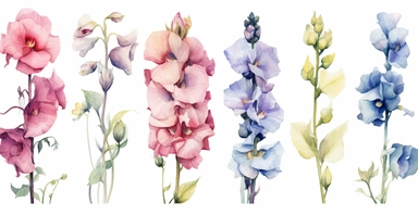 Watercolor realistic Hollyhock, iris, morning glory orchid and peony floral cliparts with white background