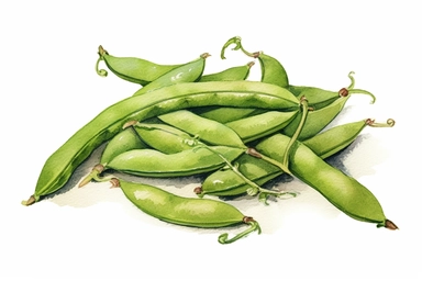 Watercolor , Green Bean, clipart, hd, on a white background, spaced out