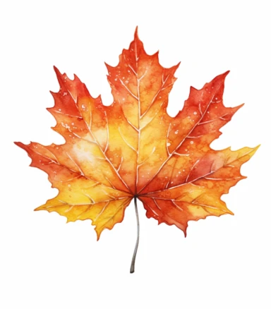 a large watercolor maple leaf on a white background, in the style of watercolor clipart, red and yellow, winslow homer, ferrania p30