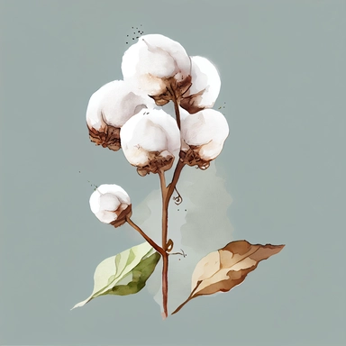 watercolor clipart, vector, hand painted, white cotton ball plant stems, on white background, extreme detail, photo realistic, 8k