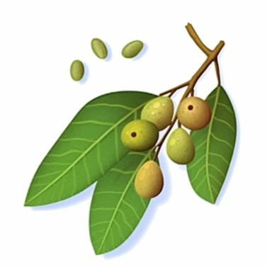 Isometric Sticker Clip Art of Lindentree Fruit, children friendly, illustrated in a playful and realistic style, perfect for any special occasion, cut out in the shape of a single very long Leaf with small balls, with no visible background, giving it the appearance of a sticker, conveying a mystical and whimsical mood, edited with Adobe Photoshop to adjust brightness and contrast, rendered as a transparent PNG file with a high resolution to ensure a crisp and clear image with no pixelation, suit