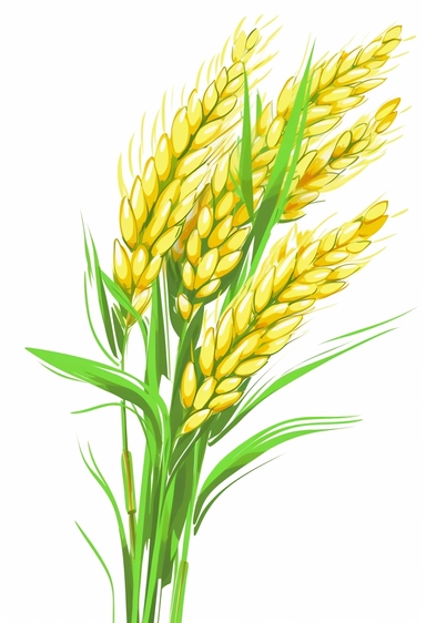 rice clipart drawing isolated stock vector illustration, in the style of light emerald and yellow, free brushwork, chinapunk