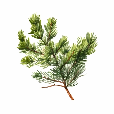 a little branch of a pine tree leaves, photo realistic, watercolor clipart, green leaves, cut out
