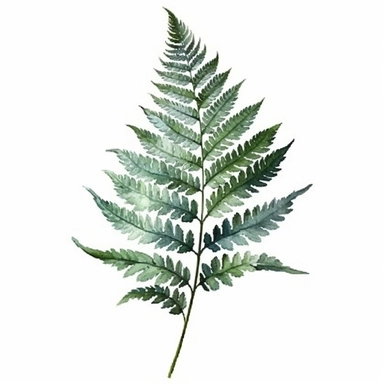 Green Leaf Fern in Watercolor hyper-realistic detailed illustrations, elegant water ink brush strokes techniques, delicate markings, monochromatic paintings, free brushwork, watercolor illustrations, painted illustrations Clipart, White Background Clipart, White Background