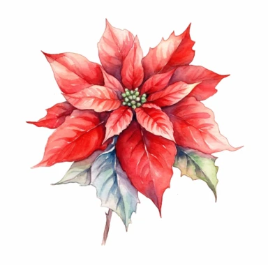 A isolated watercolor clipart, christmas red poinsettia, white background, Art Nouveau, highly detailed,