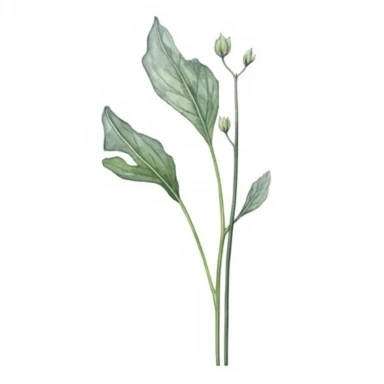 Watercolor of tall slender micro dainty poppy leaves. Ikebana poppy leaves on a single stem typically have a distinctive elongated shape with a pointed tip, and are deeply lobed or dissected. The lobes are typically rounded or toothed, and may be arranged alternately or opposite each other along the stem. Floral Clipart, poppy, Minimalist Flowers Watercolor, Ikebana Clipart, Separated design