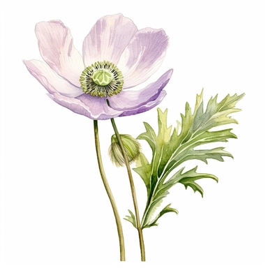 an illustration by ann buccarelli of only one beautiful anemone with long stem with detailed watercolor wild blooms, shows paper textures,seems handmade,i can't be how beautiful it is,whitepink, vivid green leaves, intricately textured,close up,heavy impasto technique,detailed shading, atmospheric watercolours,on white background clipart