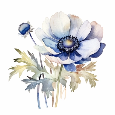 Anemone flower, water color style, clipart, white background