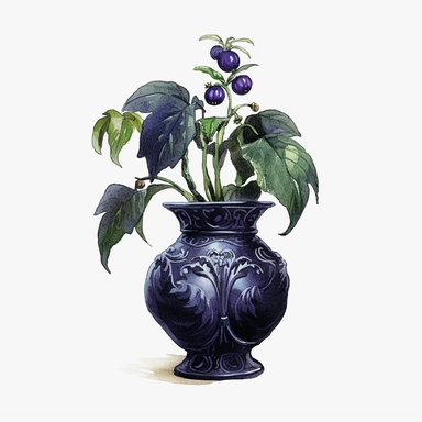 Watercolour beautiful dark fantasy realistic compelling magnificent deadly nightshade Atropa belladonna plant in gothic black vase intricately perfectly detailed with beautiful realistic compelling deadly nightshade plant PNG image,ultra highly detailed, 18k, sharp focus, bright photo with vibrant bold colours digitally enhanced, enhanced graphics, straight, sharp focus, bright lighting, intricate detailed png image ,high definition,300dpi,graphic clipart,computer graphics