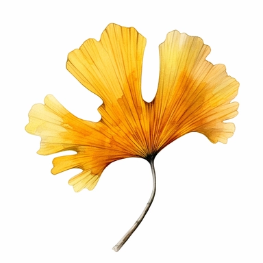 create single watercolor clipart showcasing the fall autumn colors of ginko leaf, sharp clear lines hyper detailed high resolution white background