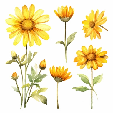 yellow daisy flower clipart, watercolor