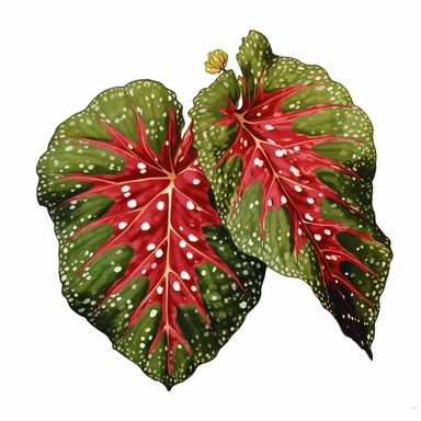 Clipart, Polka Dot Begonia's, also known as Begonia Maculata Leaf, tropical botanical plant from Brazil, with large angel wing shaped leaves, in a vibrant olive green color, deep red undersides and polka dot finishes on top. It has silver spots on its surface and a crimson reddish underside