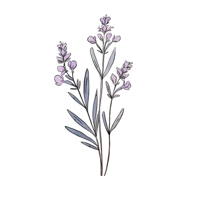lavender simple minimal line art flower in watercolor style clipart, isolated, soft colors, feminine, on white background