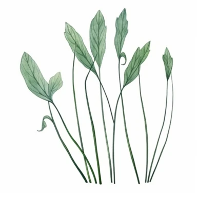 Watercolor of tall slender micro dainty poppy leaves. Ikebana poppy leaves typically have a distinctive elongated shape with a pointed tip, and are deeply lobed or dissected. The lobes are typically rounded or toothed, and may be arranged alternately or opposite each other along the stem. Floral Clipart, poppy, Minimalist Flowers Watercolor, Ikebana Clipart, Separated design