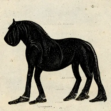 /horse with four legs, vintage clipart, clip art, public domain, only four legs, dover, copyright free, engraving, 1800s, black white