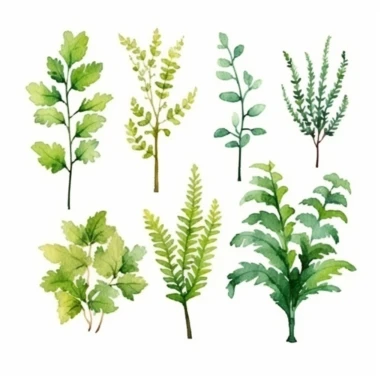 set of watercolors cute Fern Plant for kids book, white backgroun, clipart, clean and crisp