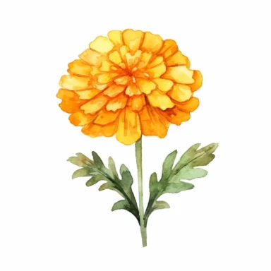 Watercolor clipart , simple, hand drawn doodle, cute, Marigold, flat vector illustration, vivid colors, white background