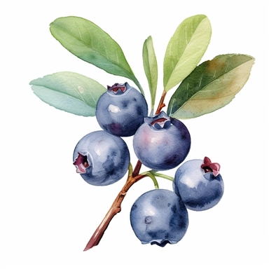 one blueberry watercolor clipart on a white background, in the style of hyperrealistic murals, silver and red, uhd image, light black and crimson, gray and crimson, no watermark, text, words, paintbrush, 300 DPI , typography, the images do not stick together, no text in the picture, there are no words in the tree