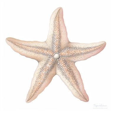 Watercolored pencil style illustration, boho starfish, soft pink, beige and silver, isolated on a white background, PNG file clipart style, Dennis Wojtkiewicz, Amanda Clark, Lowell Herrero,
