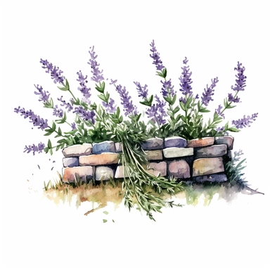 hedge with lavender, watercolor, clipart, one illustration per image, white background