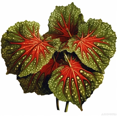 Clipart, Polka Dot Begonia's, tropical plant from Brazil, with large angel wing shaped leaves, in a vibrant olive green color, deep red undersides and polka dot finishes on top. It has silver spots on its surface and a crimson reddish underside