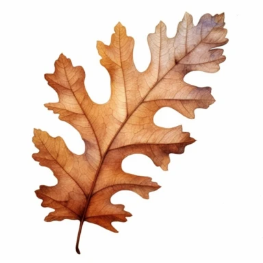 create single watercolor clipart showcasing the vibrant colors of Oak tree leaf,