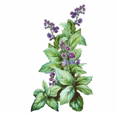 Holy Basil, page border style, clipart, watercolor, vintage--q2
