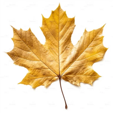 real photo maple leaf Clipart ,top space blank,white background