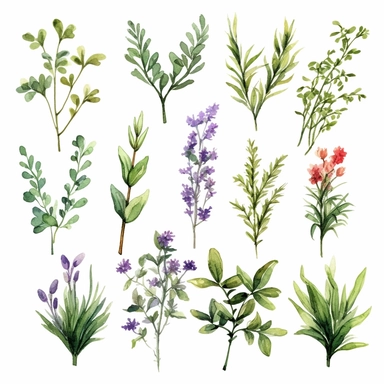 Watercolor tea herbs Clipart, tea herbs, Minimalist tea herbs Watercolor, Ikebana Clipart, Separated design, 8k