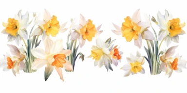 narcissus Watercolor set clipart . Spring flower for greeting card, invitation, easter design