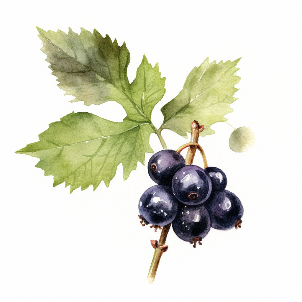 black berries cliparts