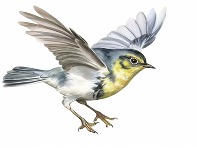 Wood warbler flying Watercolor isolated on white background, Watercolor Clipart painting, high quality, HD, children's book illustrations, realistic lifelike figures, white background