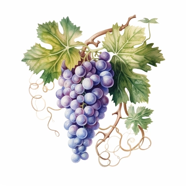 watercolor ultra realistic and hyper detailed illustration of a Grapevine with winding tendrils, clipart, white background